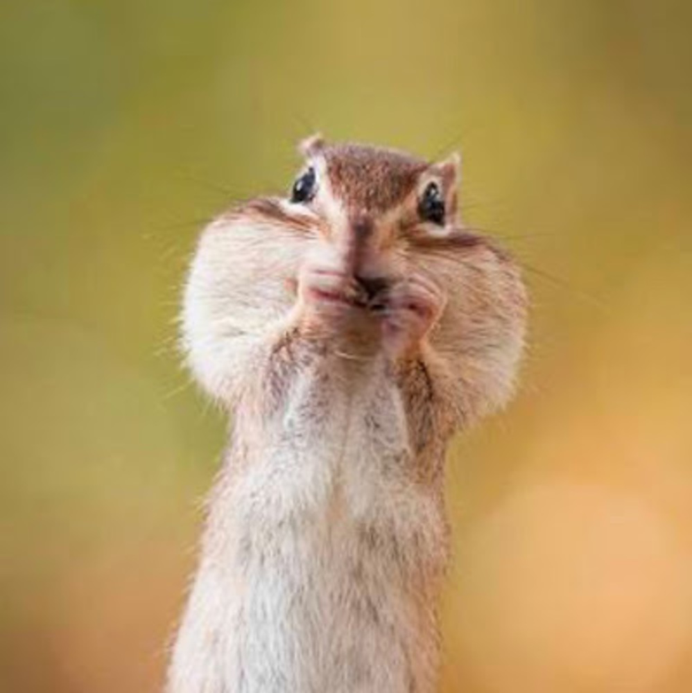 Meet your Posher, Audrey